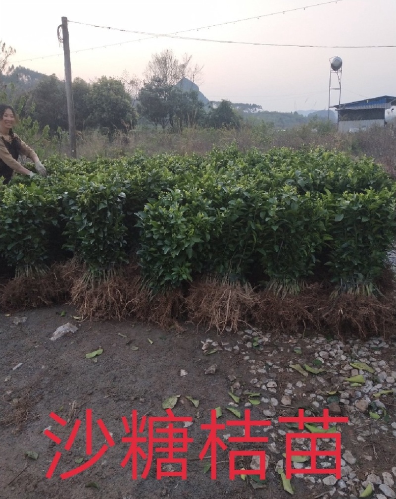 砂糖橘沙糖桔树苗早熟晚熟一年二年三年树苗