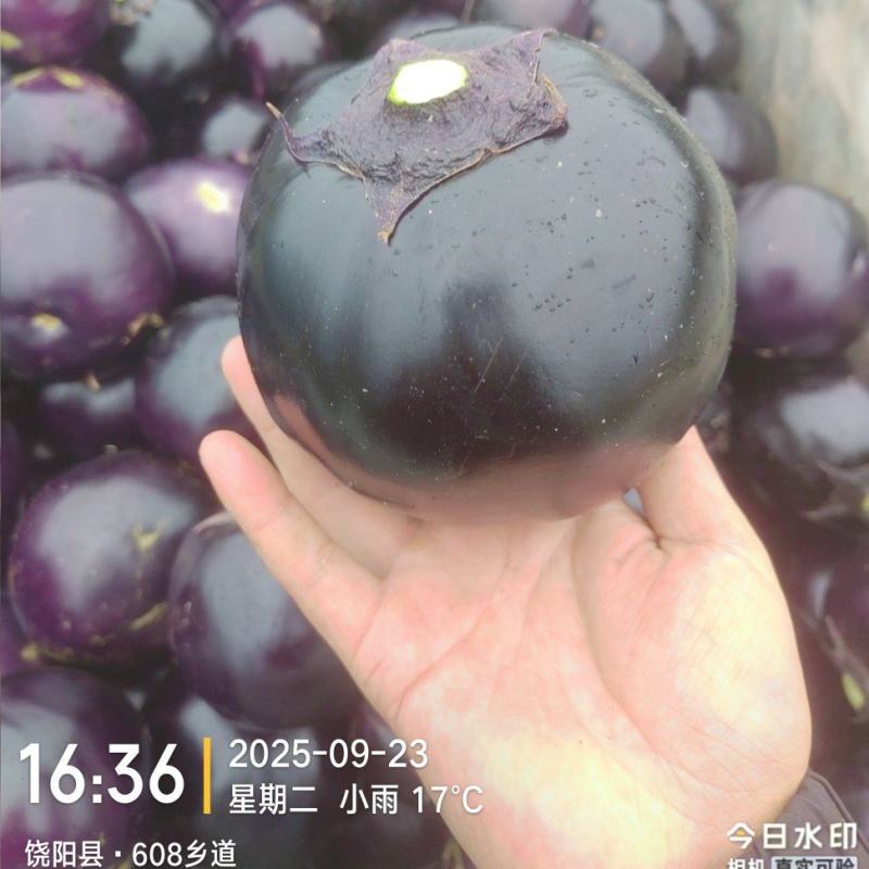 紫光圆茄