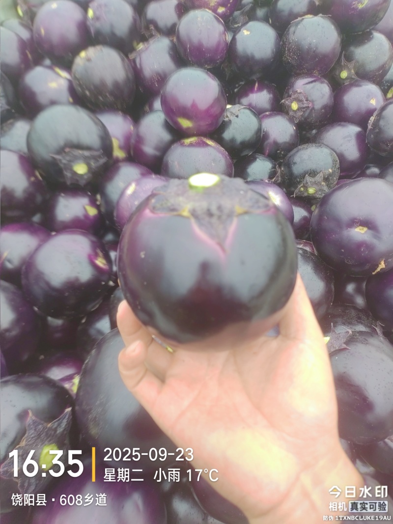 紫光圆茄