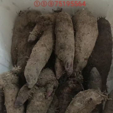 赣南紫山药次品条形不好开叉