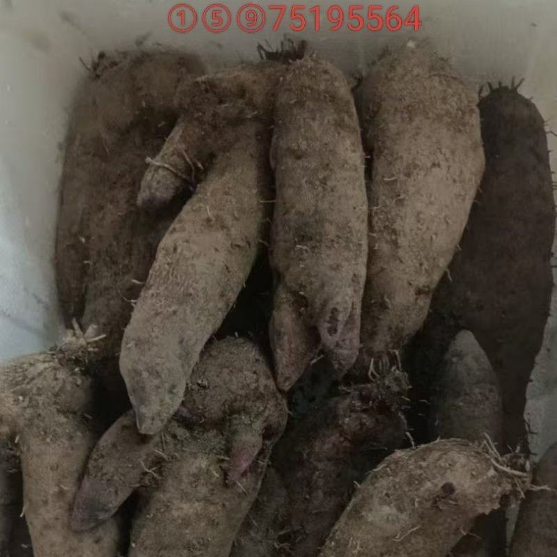 赣南紫山药次品条形不好开叉