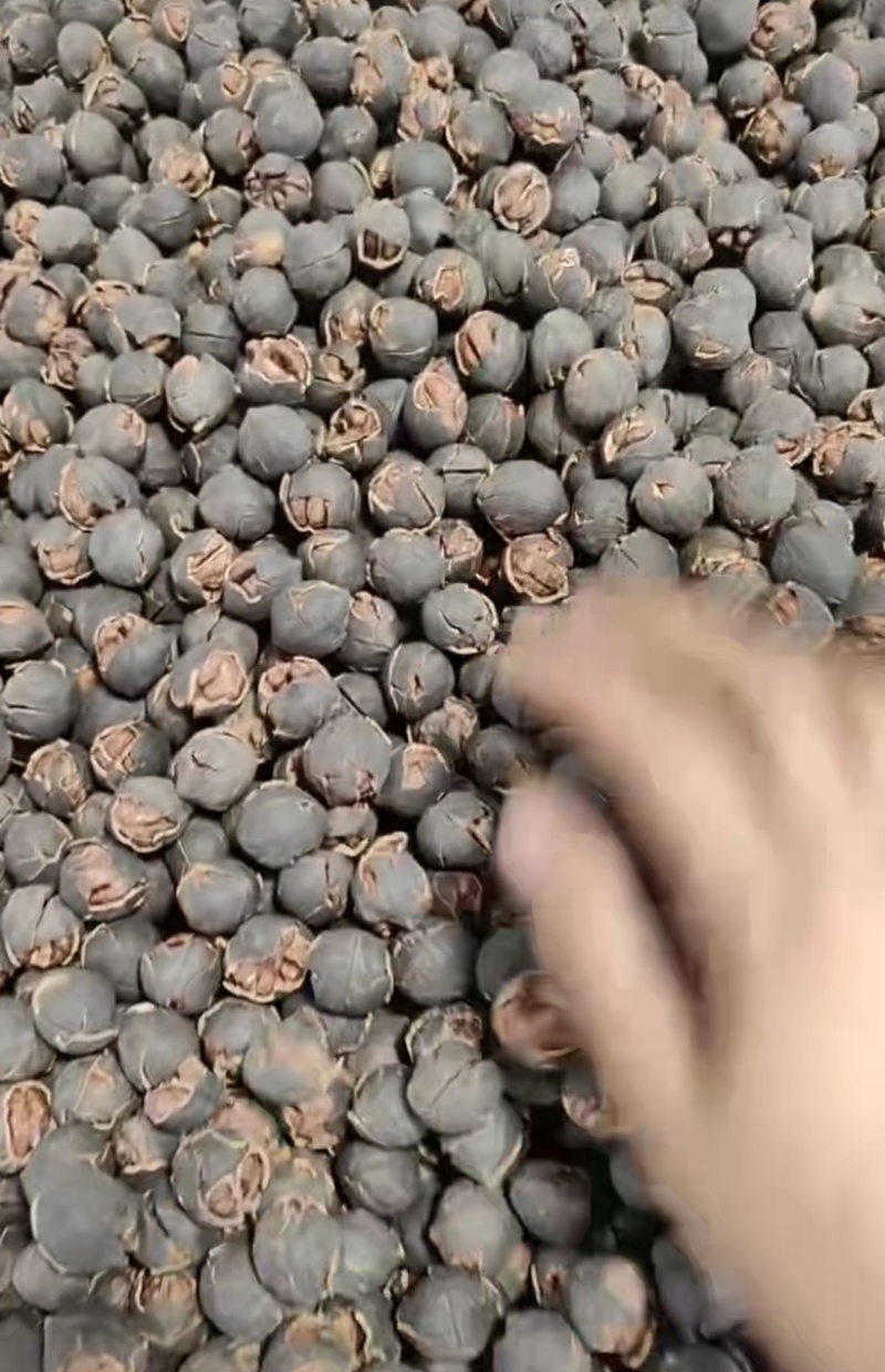 新货山核桃山核桃新鲜出炉壳薄粒大口感松脆