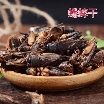 蟋蟀干蟋蟀粉蛐蛐干夜鸣虫秋虫将军干另有蝼蛄可食用野生