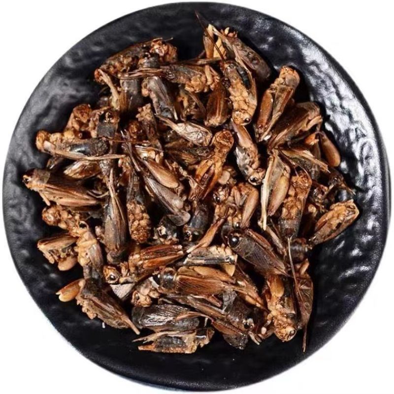 蟋蟀干蟋蟀粉蛐蛐干夜鸣虫秋虫将军干另有蝼蛄可食用野生