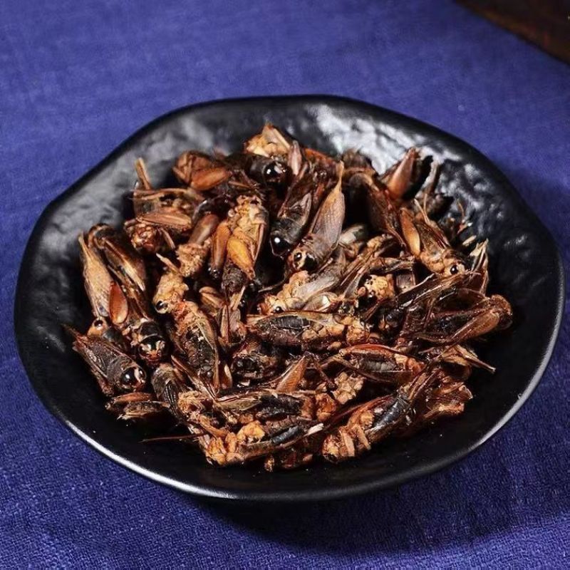 蟋蟀干蟋蟀粉蛐蛐干夜鸣虫秋虫将军干另有蝼蛄可食用野生