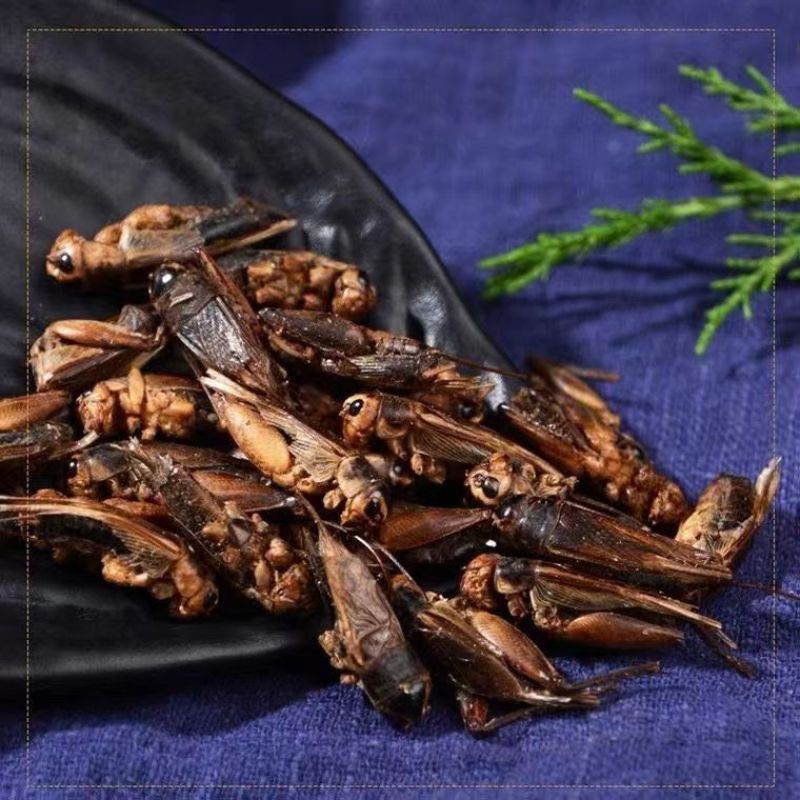 蟋蟀干蟋蟀粉蛐蛐干夜鸣虫秋虫将军干另有蝼蛄可食用野生