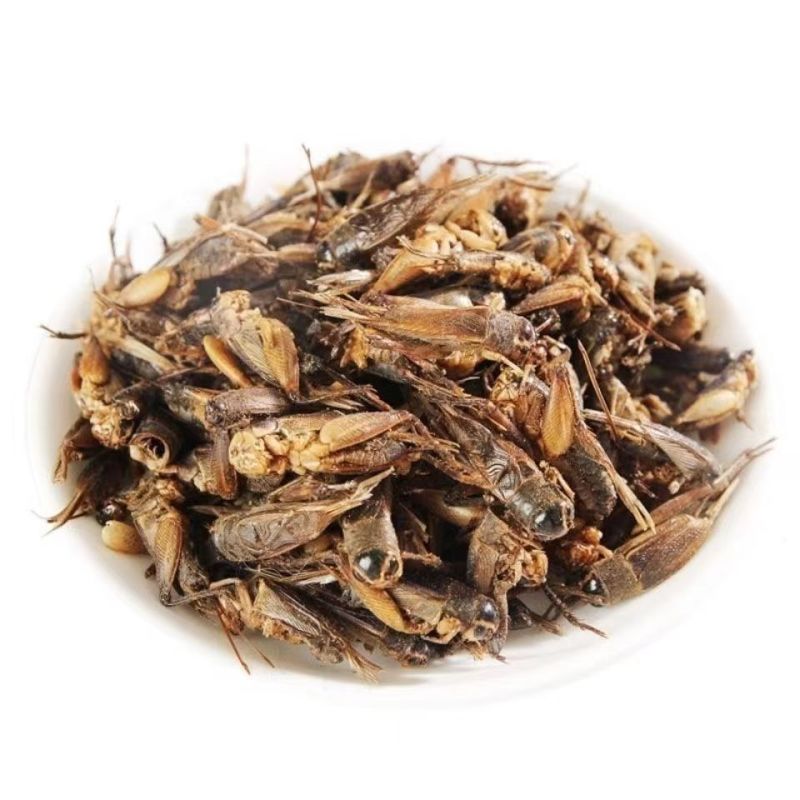 蟋蟀干蟋蟀粉蛐蛐干夜鸣虫秋虫将军干另有蝼蛄可食用野生