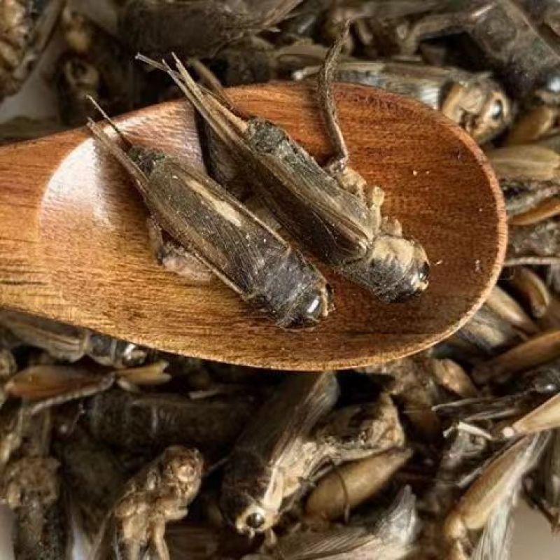 蟋蟀干蟋蟀粉蛐蛐干夜鸣虫秋虫将军干另有蝼蛄可食用野生