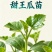 甜王西瓜苗：高甜易种，亩产超5000斤.