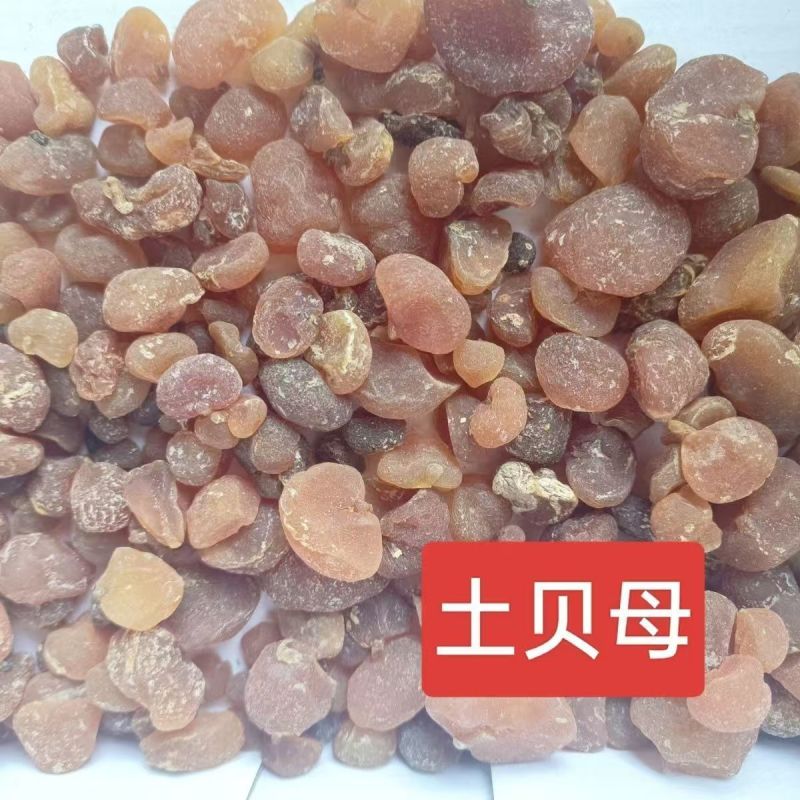 土贝母正品中药材土贝母、土贝、地苦胆、诚信经营，合作共赢