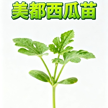 种美都瓜，稳赚一夏！抗病高产，商超抢订。