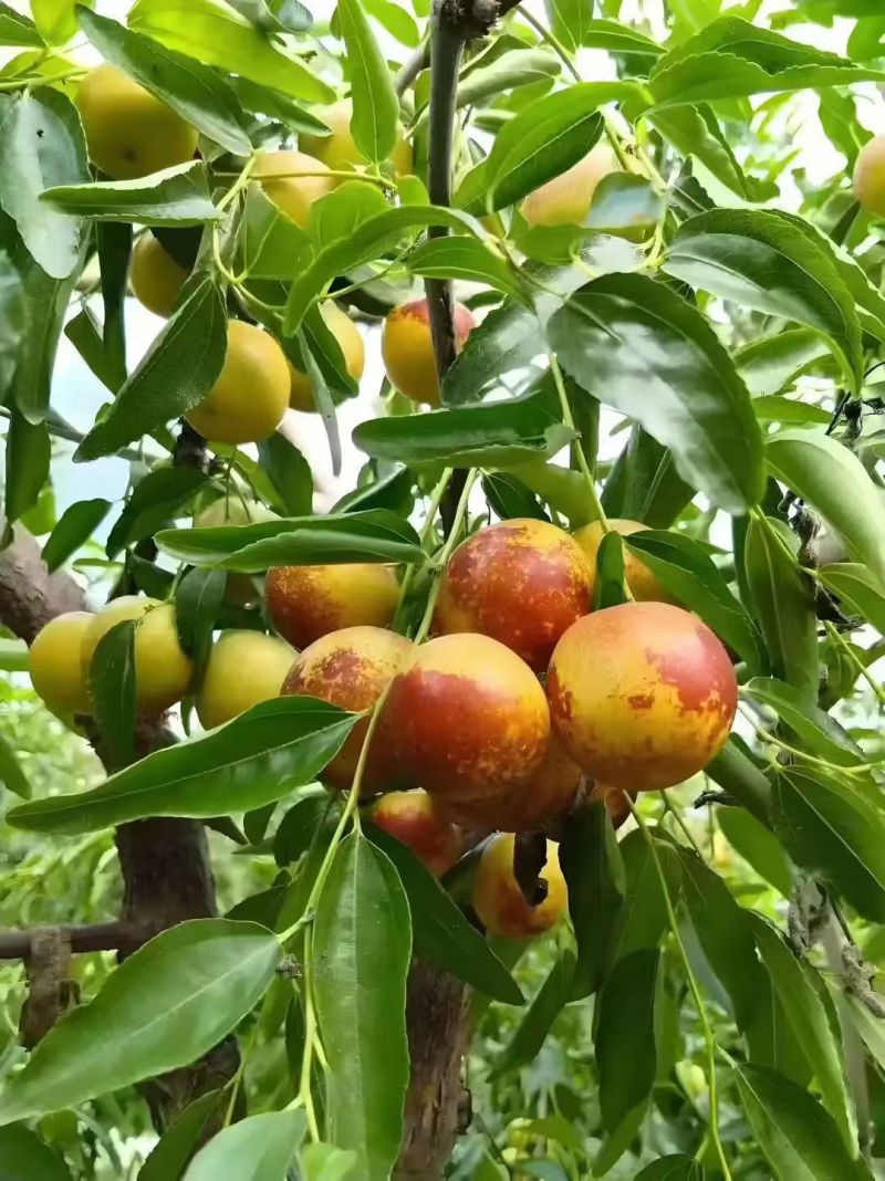 露天冬枣吃枣生津，日日有枣，健康无忧。冬枣不仅可以生