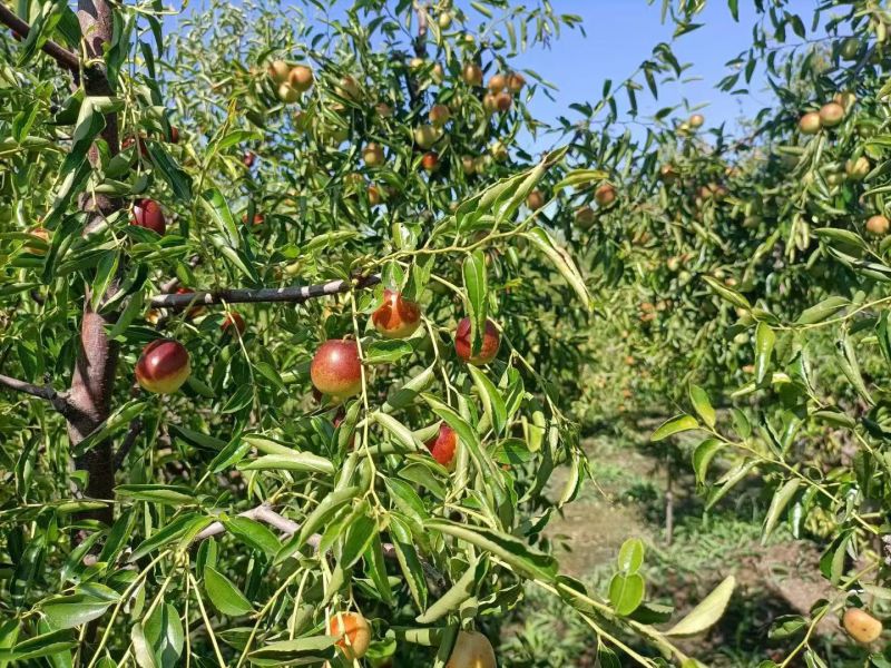 露天冬枣吃枣生津，日日有枣，健康无忧。冬枣不仅可以生