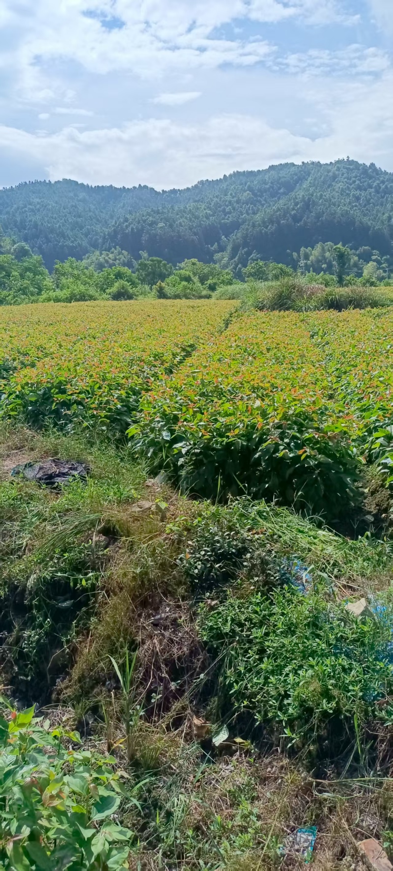 湖南怀化钩藤苗大量现货/精品钩藤苗产地发货量大优惠