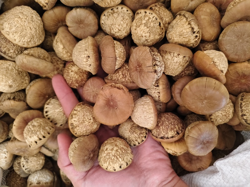 风流果优质风流果批发零售量大优惠