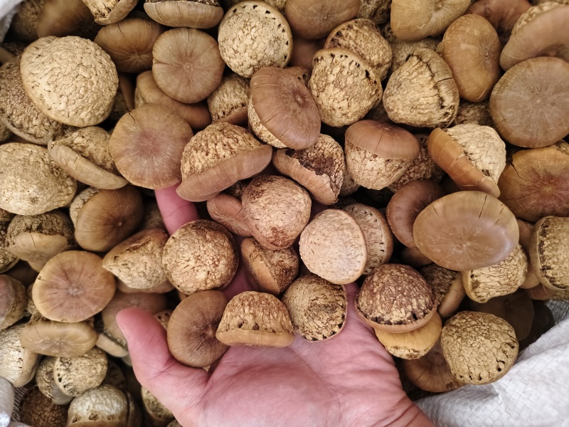 风流果优质风流果批发零售量大优惠