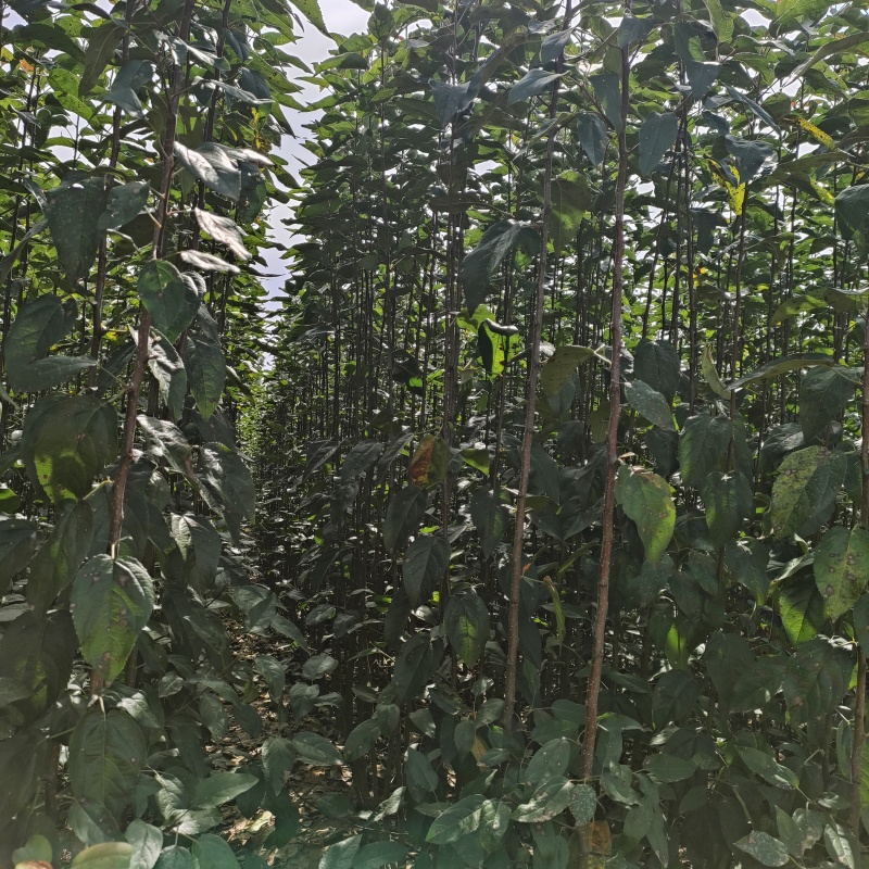 绚丽海棠小苗，绚丽海棠苗，绚丽海棠，全国发货