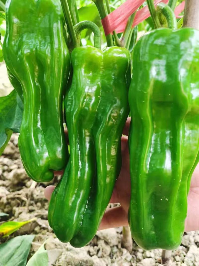 大家族脆优薄皮辣椒种子香辣脆嫩口感好泡椒种籽大田基地春秋