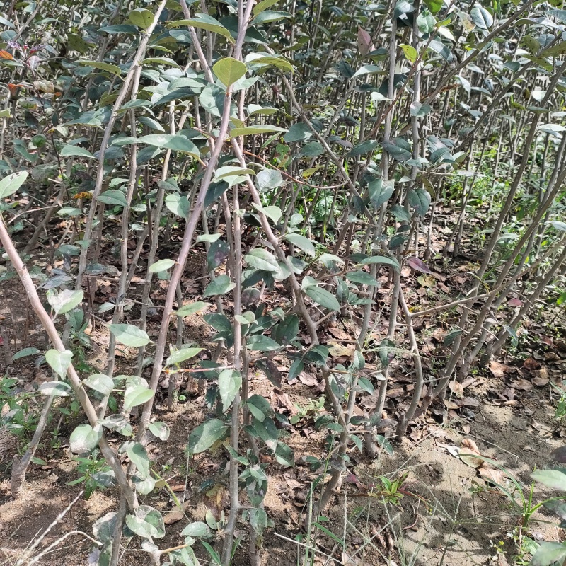 垂丝海棠苗垂丝海棠小苗，现挖现发全国发货