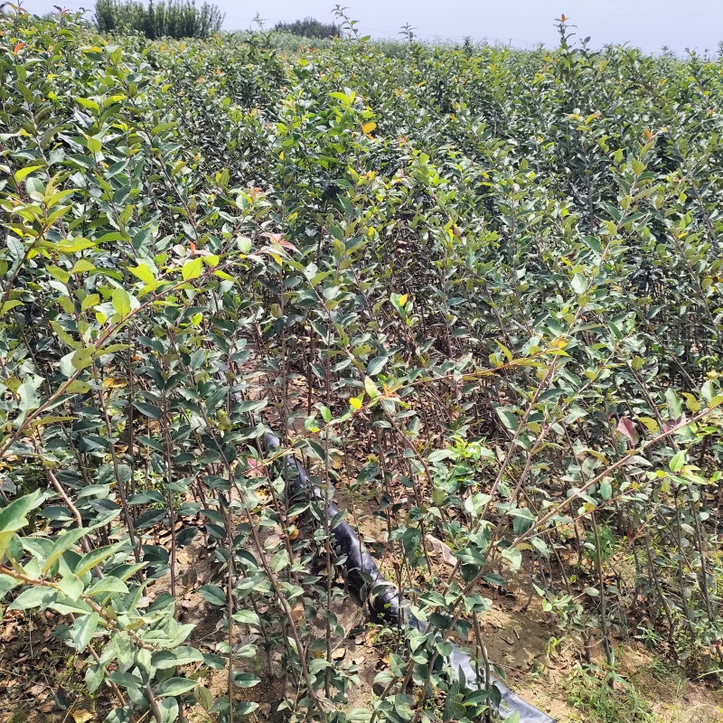 垂丝海棠苗垂丝海棠小苗，现挖现发全国发货