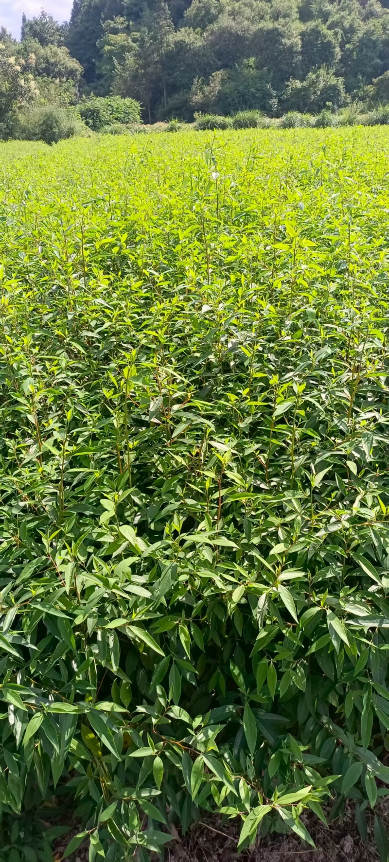湖南怀化木姜子货源充足/精品木姜子一手现货对接全国