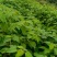湖南怀化山桐子大量批发现货/精品山桐子品质保证量大从优