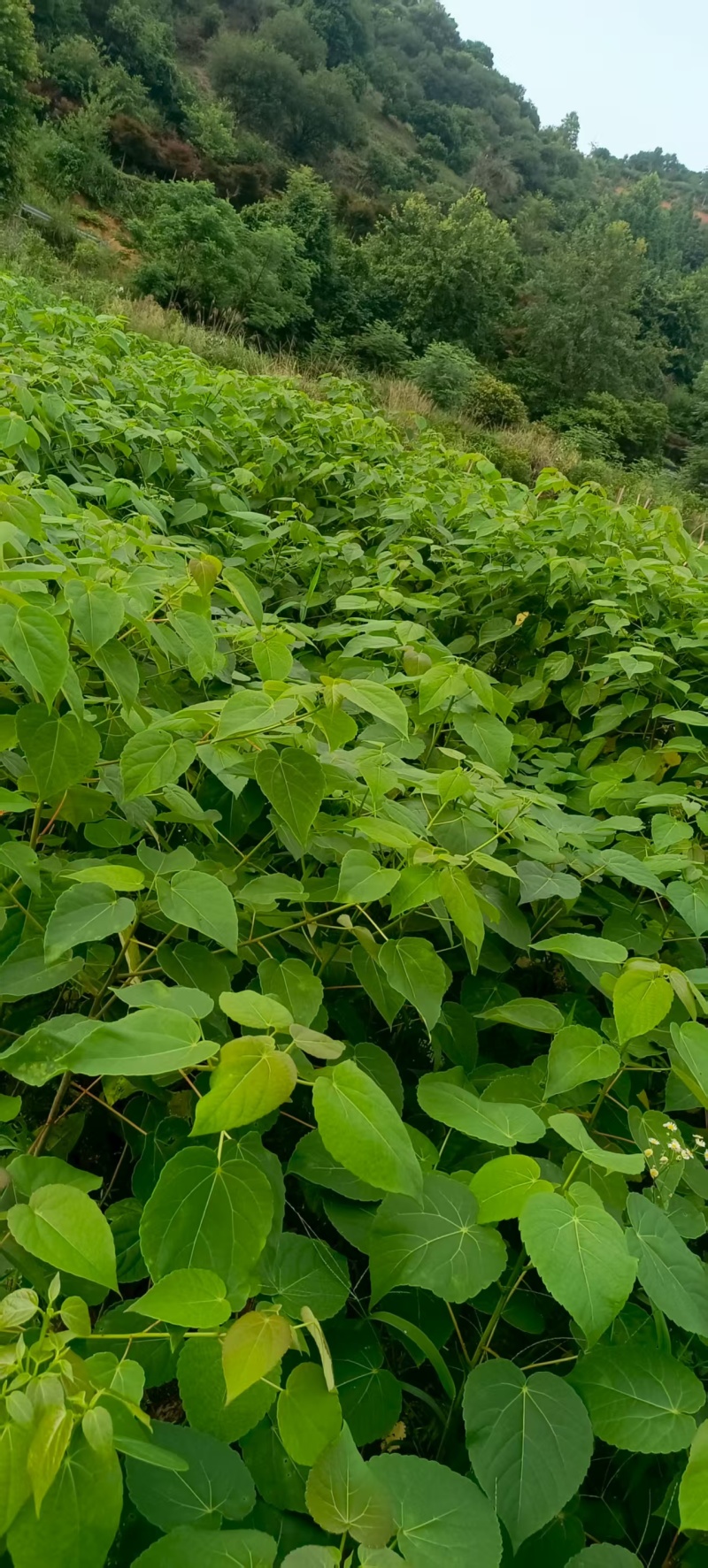 湖南怀化山桐子大量批发现货/精品山桐子品质保证量大从优