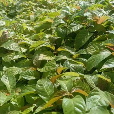 湖南怀化钩藤芽苗大量供货/精品钩藤芽苗产地发货对接全国