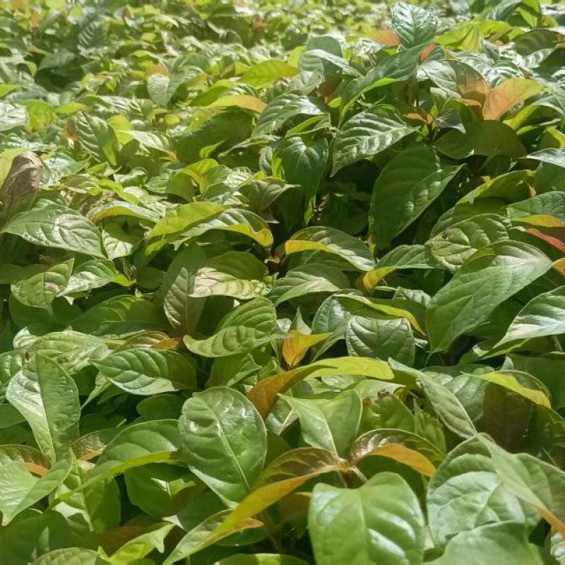 湖南怀化钩藤芽苗大量供货/精品钩藤芽苗产地发货对接全国