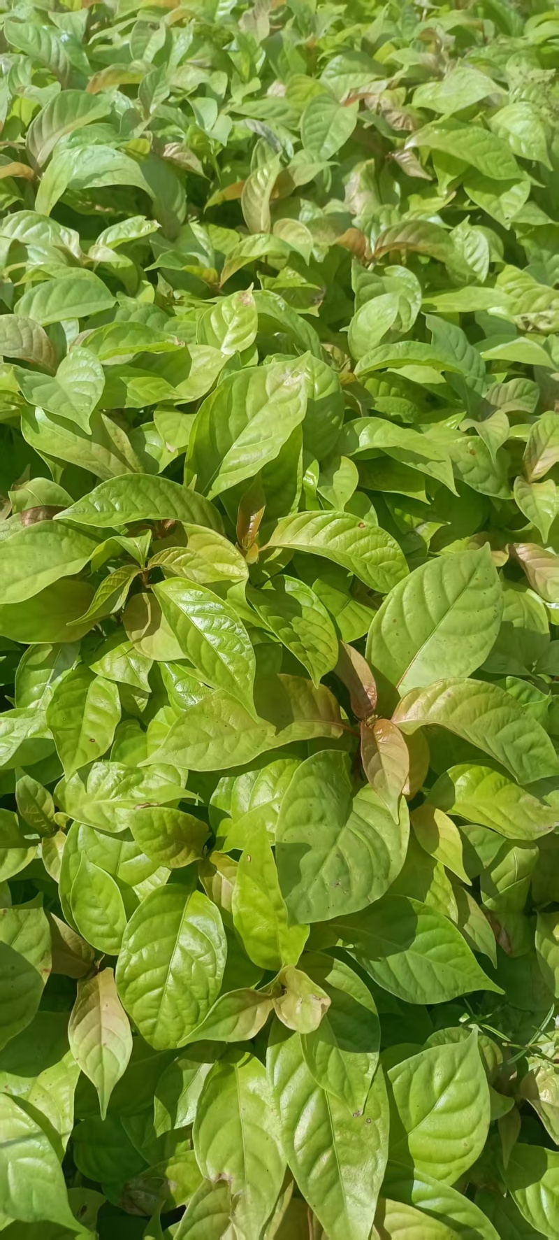 湖南怀化钩藤芽苗大量供货/精品钩藤芽苗产地发货对接全国