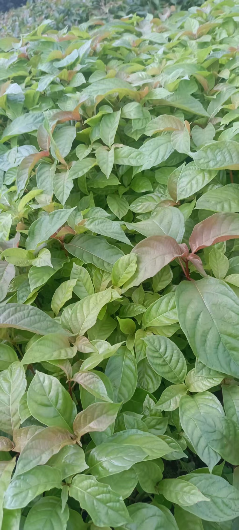 湖南怀化钩藤芽苗大量供货/精品钩藤芽苗产地发货对接全国