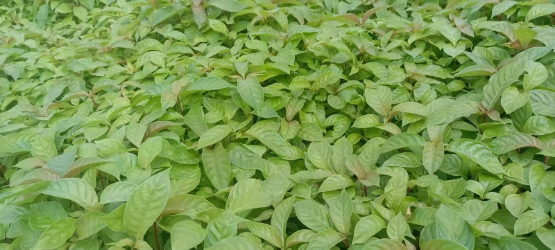 湖南怀化钩藤芽苗大量供货/精品钩藤芽苗产地发货对接全国