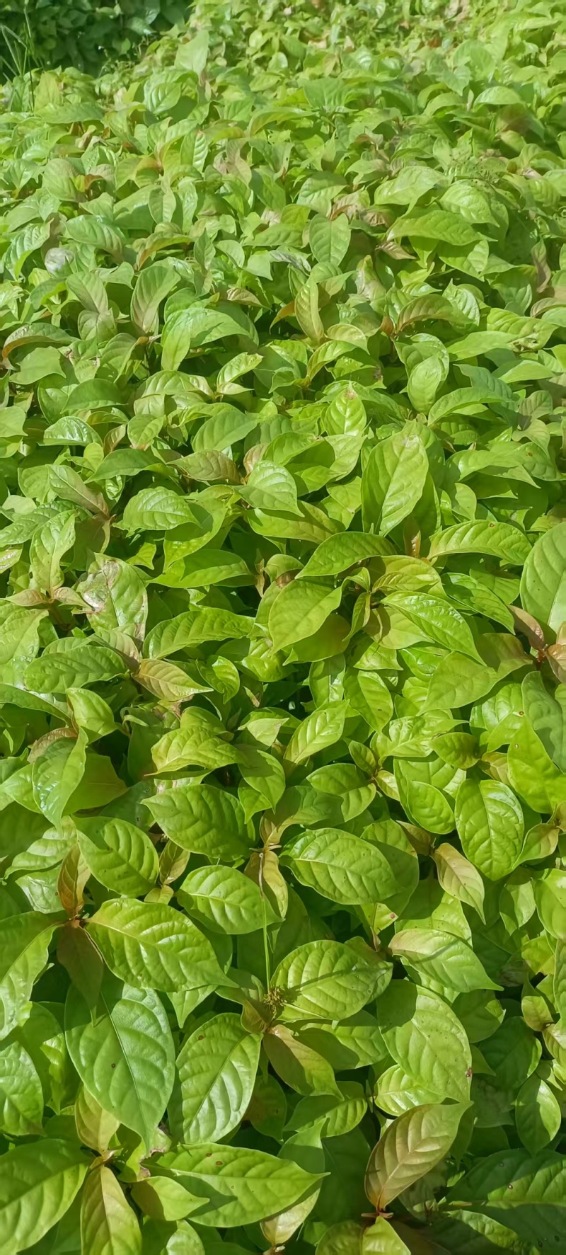 湖南怀化钩藤芽苗大量供货/精品钩藤芽苗产地发货对接全国