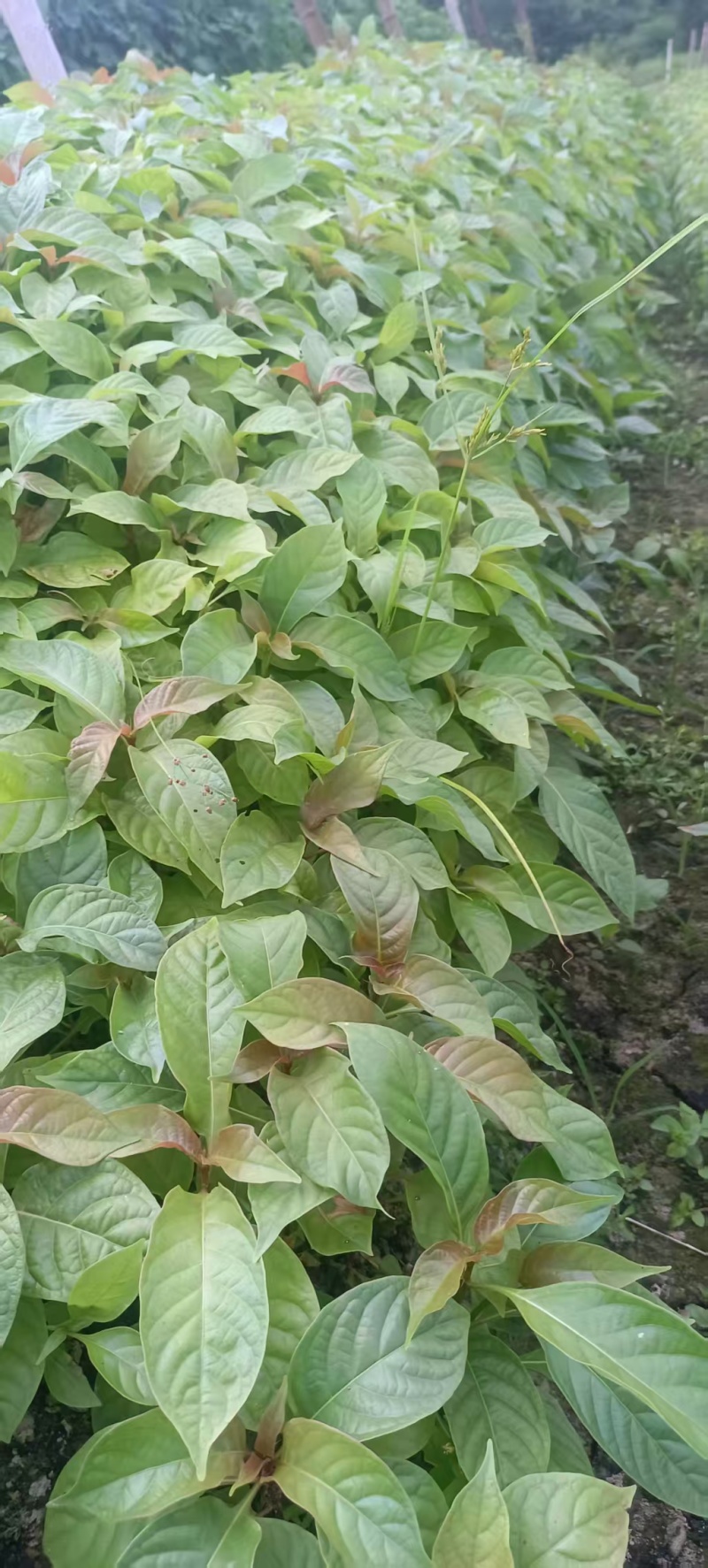 湖南怀化钩藤芽苗大量供货/精品钩藤芽苗产地发货对接全国