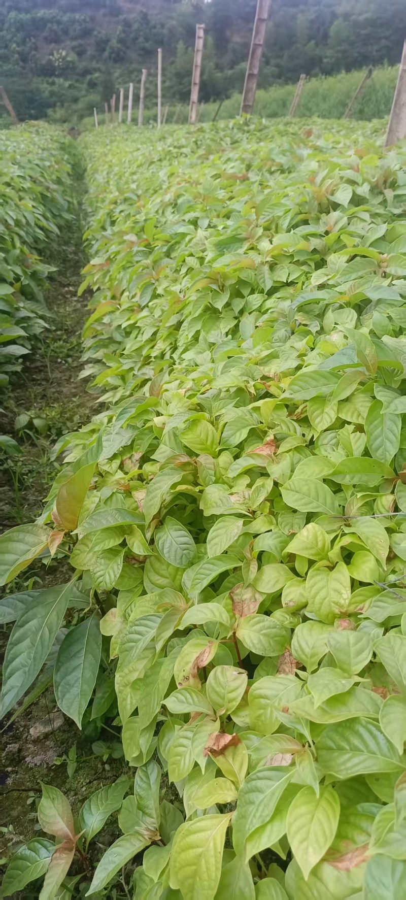 湖南怀化钩藤芽苗大量供货/精品钩藤芽苗产地发货对接全国