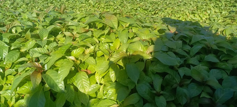 湖南怀化钩藤芽苗大量供货/精品钩藤芽苗产地发货对接全国