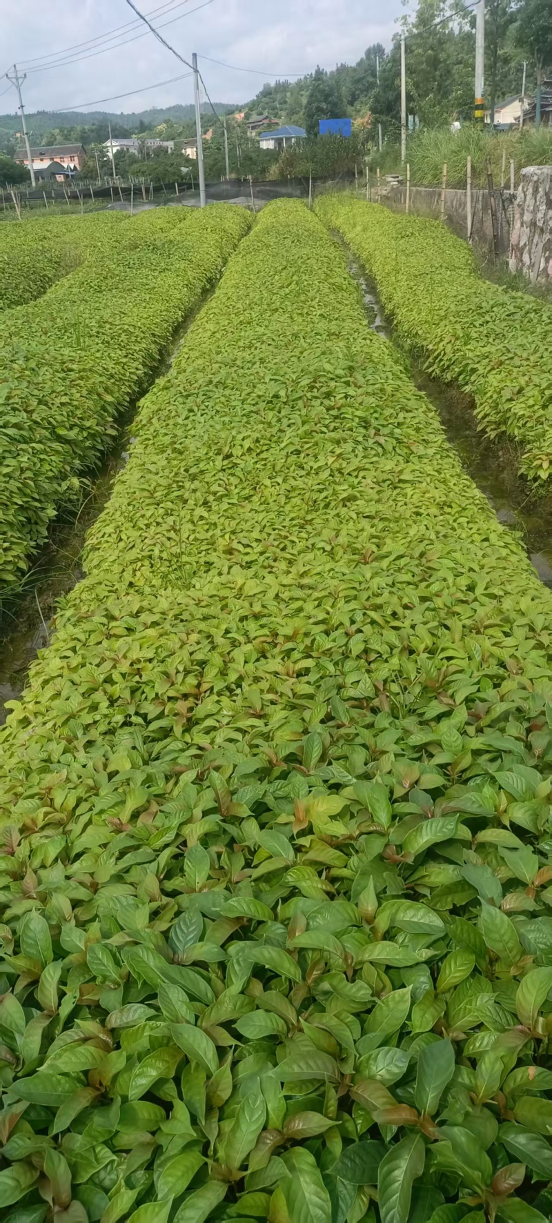 湖南怀化钩藤芽苗大量供货/精品钩藤芽苗产地发货对接全国