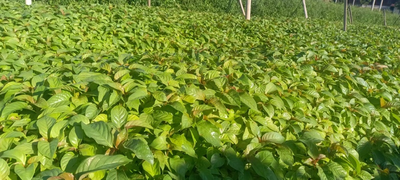 湖南怀化钩藤芽苗大量供货/精品钩藤芽苗产地发货对接全国