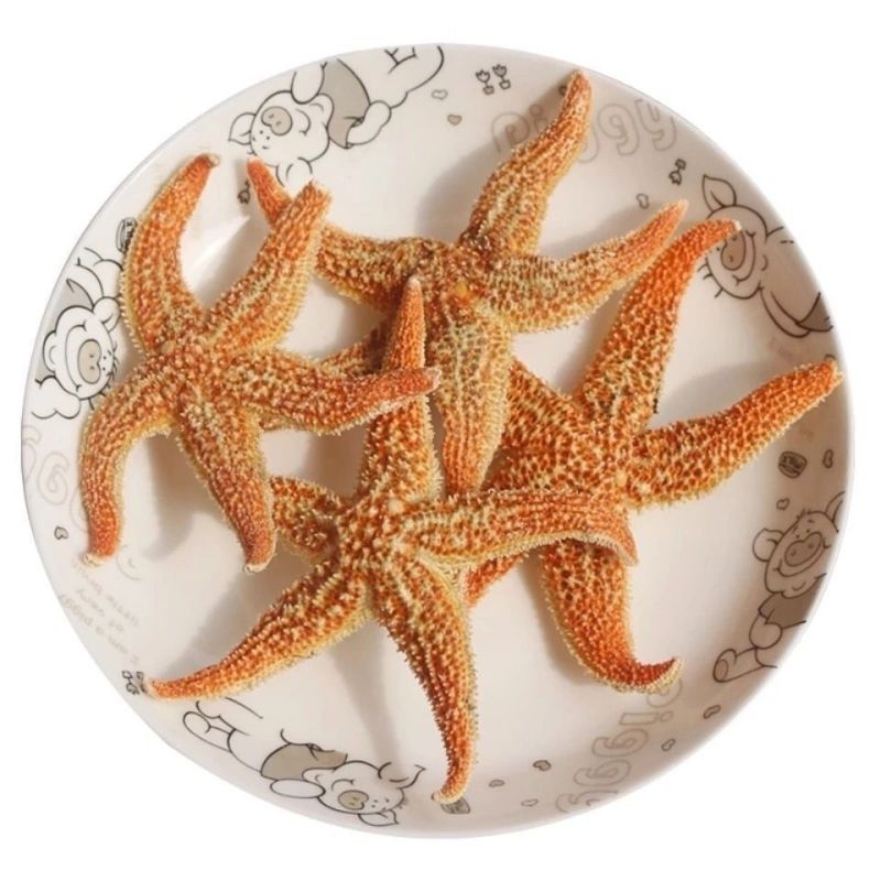 海星干无硫刺棘正品五星海盘车干货滋补煲汤海星海星