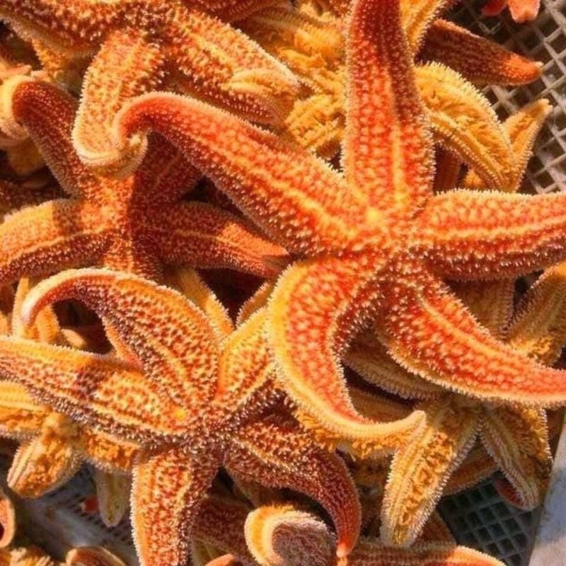 海星干无硫刺棘正品五星海盘车干货滋补煲汤海星海星
