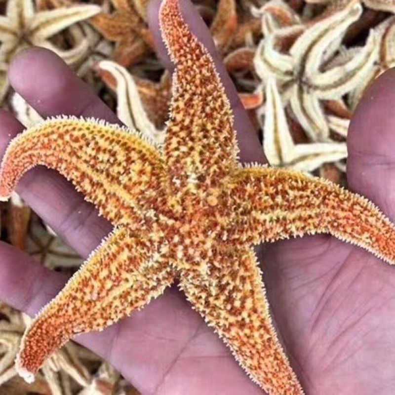 海星干无硫刺棘正品五星海盘车干货滋补煲汤海星海星