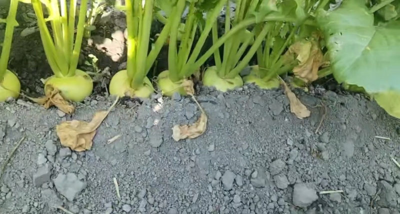 优质恰玛古，乌鲁木齐自产自销，地头价可议
