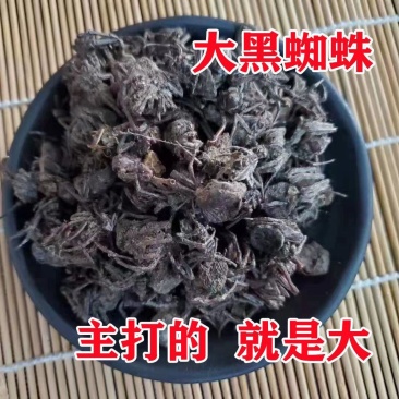中药材蜘蛛药用包邮无硫熏、产品齐全欢迎采购