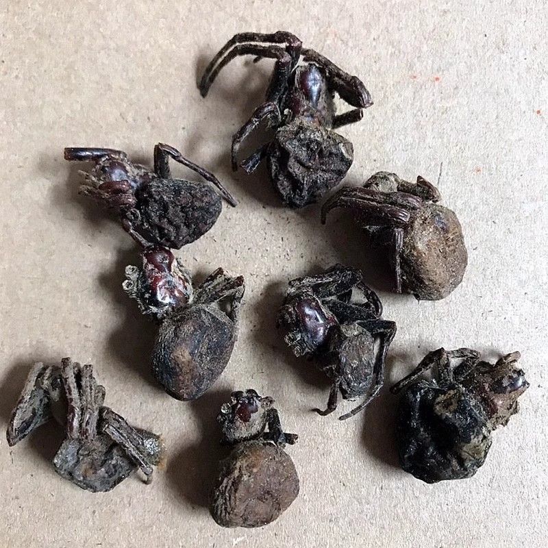 中药材蜘蛛药用包邮无硫熏、产品齐全欢迎采购