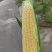 精品太阳花个大皮绿无虫，市场，电商团购联系