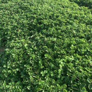 拉森甜茶理法兰帝