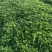 拉森甜茶理法兰帝