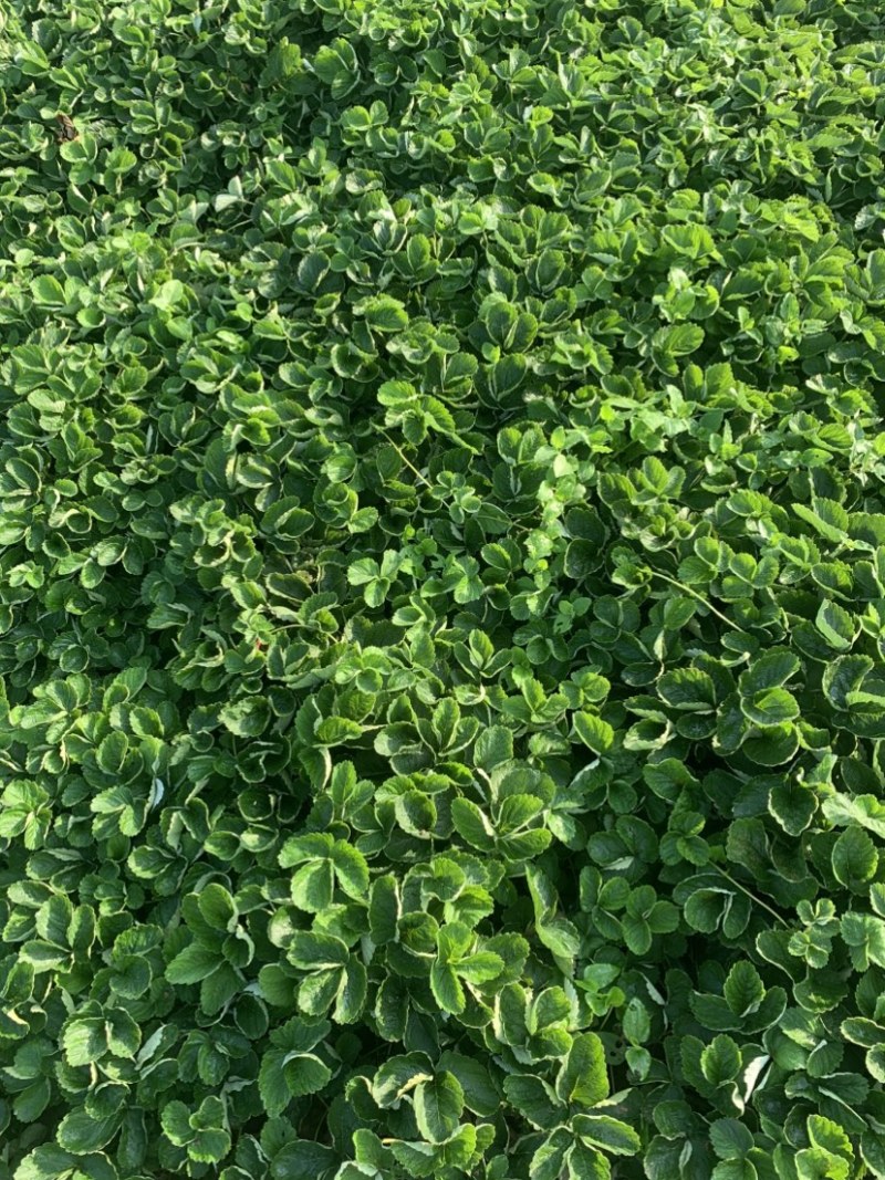 拉森甜茶理法兰帝