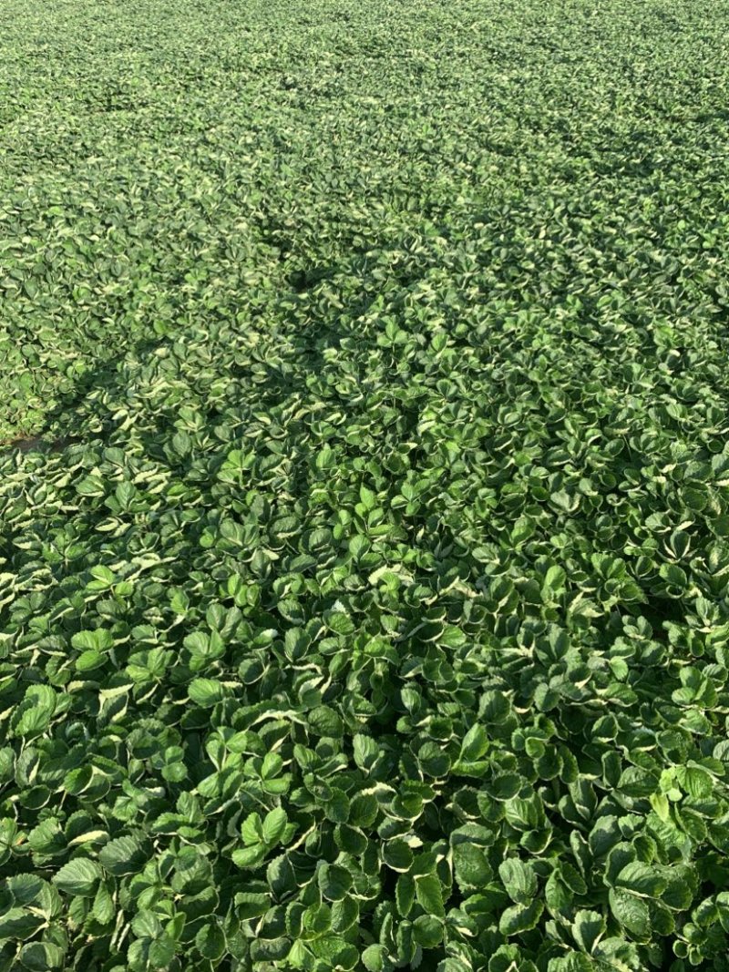 拉森甜茶理法兰帝