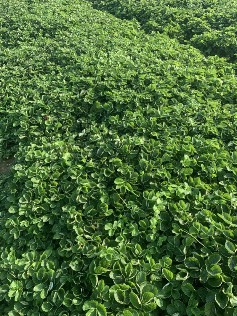 拉森甜茶理法兰帝